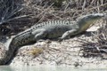 Bắn chết cá sấu ngoan cố đe dọa người